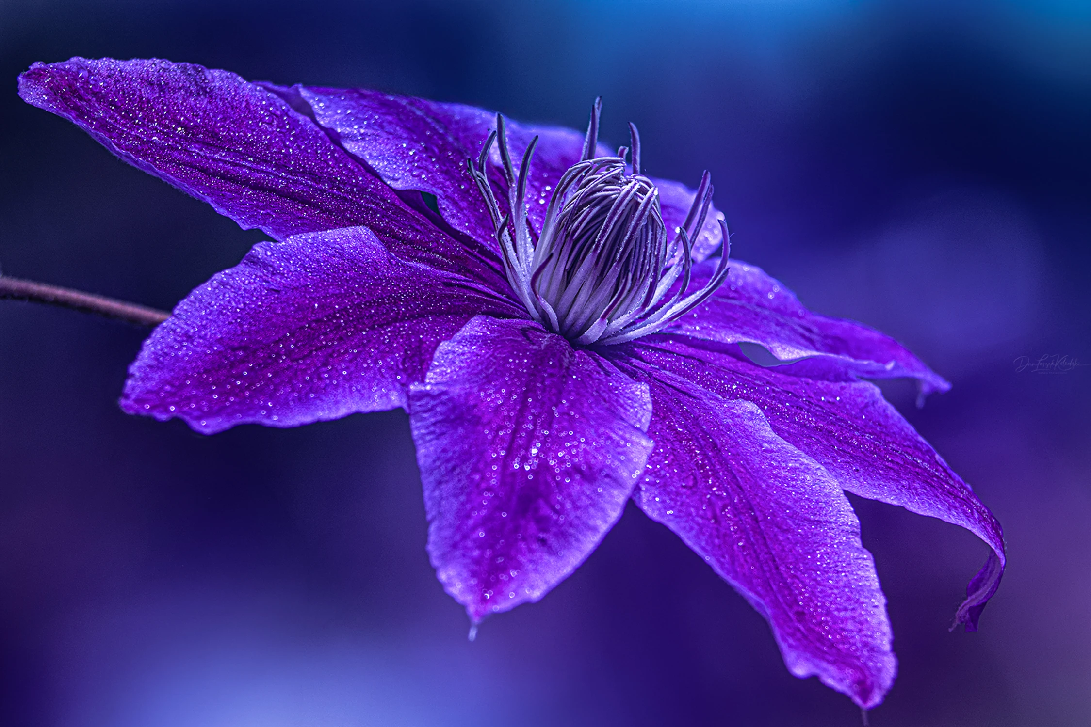 in the garden...
