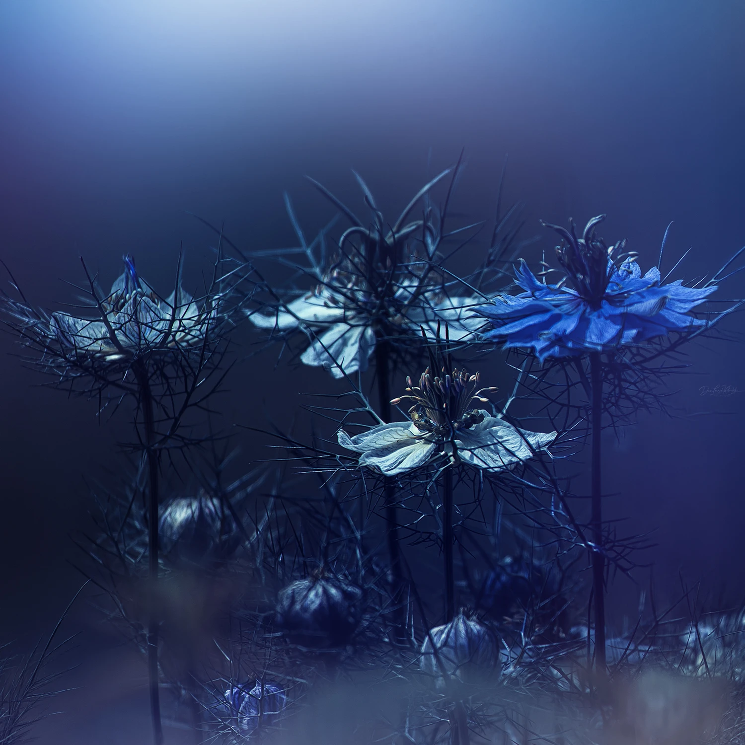 Blue Melancholy....