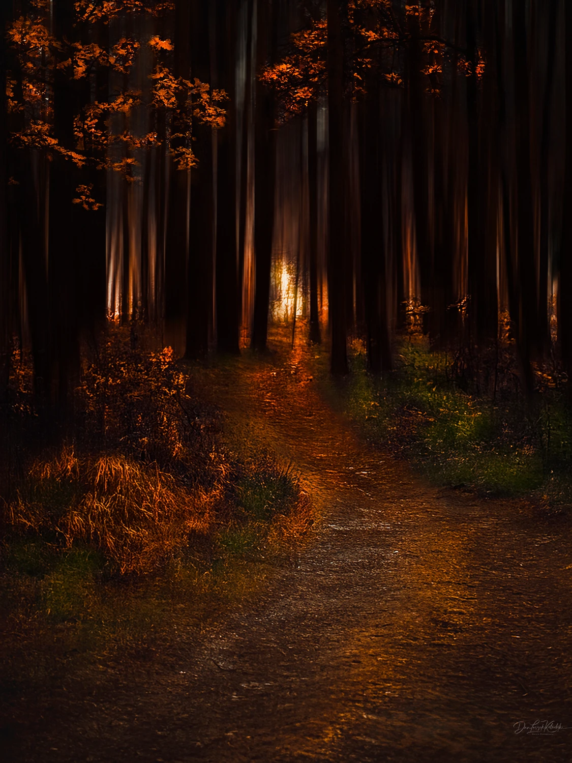 October forest - towards the light