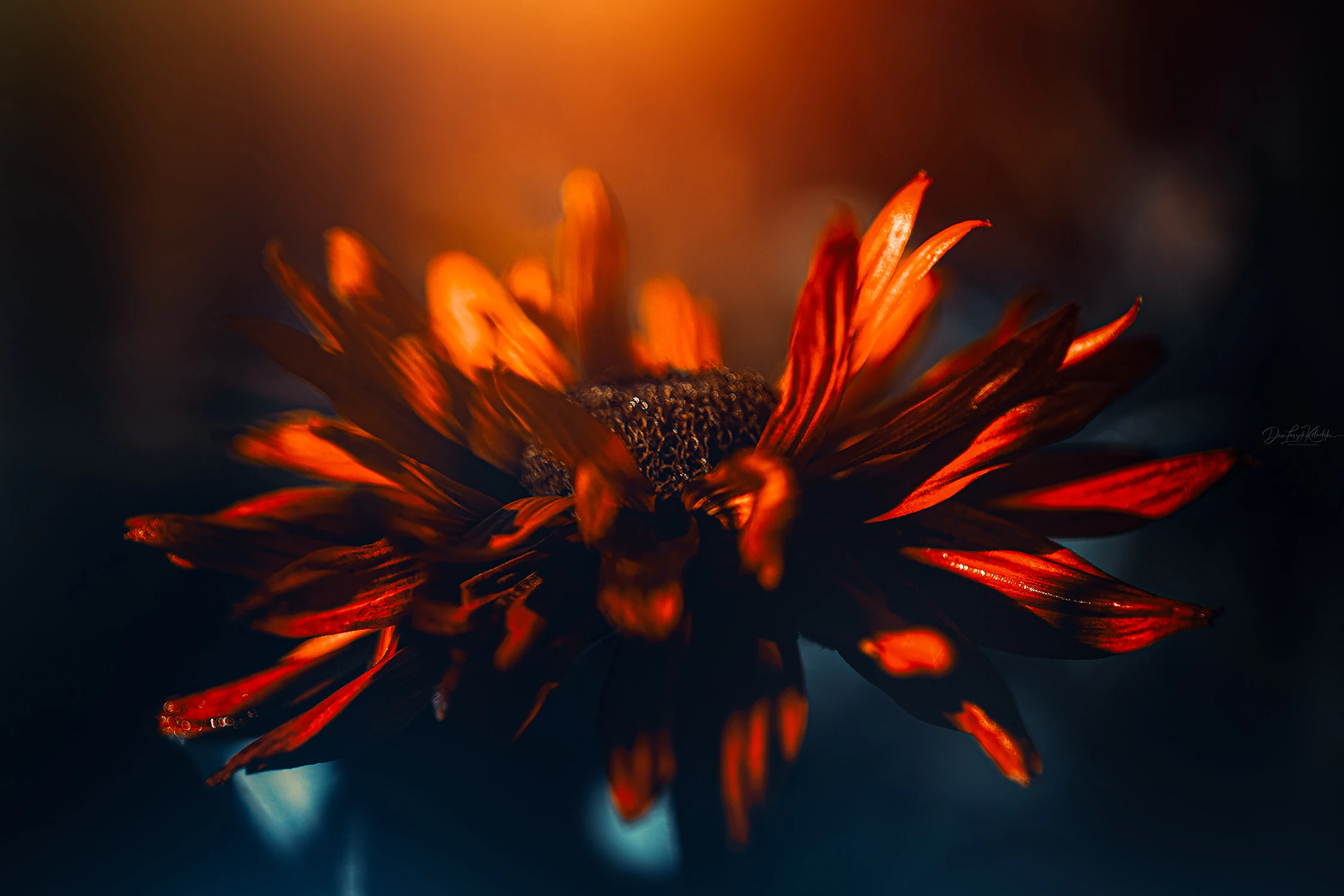 with Alice in the garden...