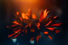 with Alice in the garden...