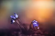 spring, spring, spring oh it's you...