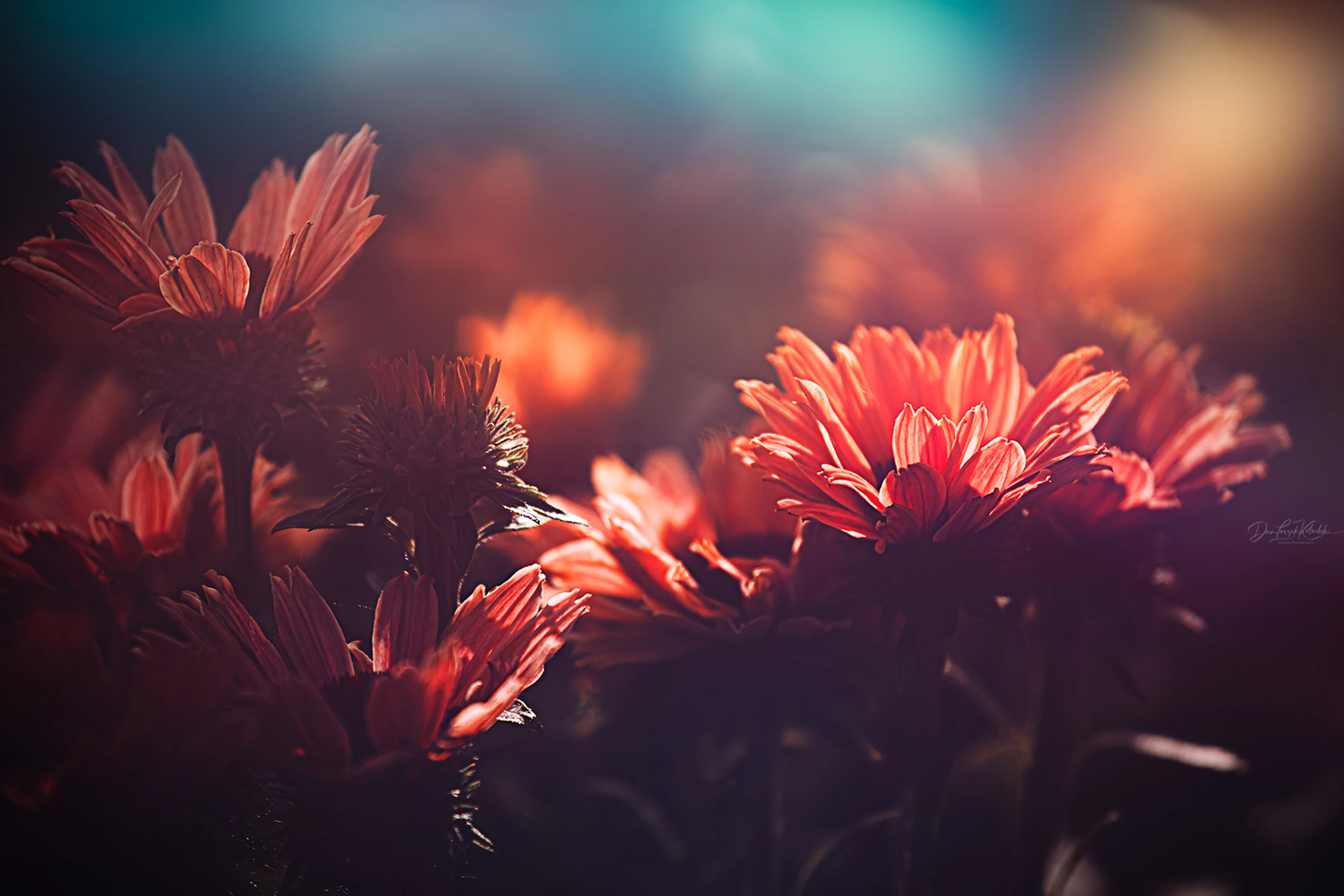 with Alice in the garden....