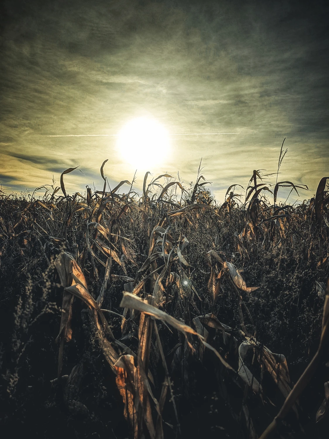 Złota polska jesień...