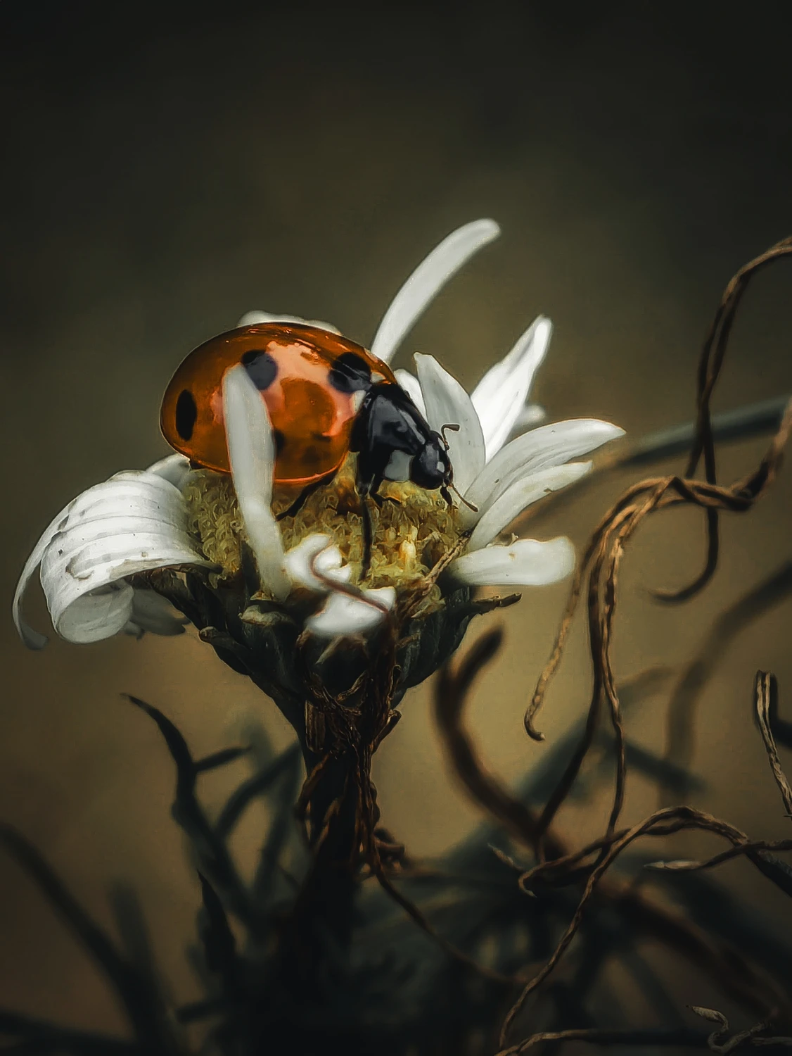 Robak zwany biedronką...