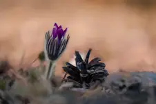 Sasanka