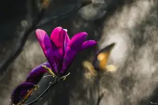 Magnolia