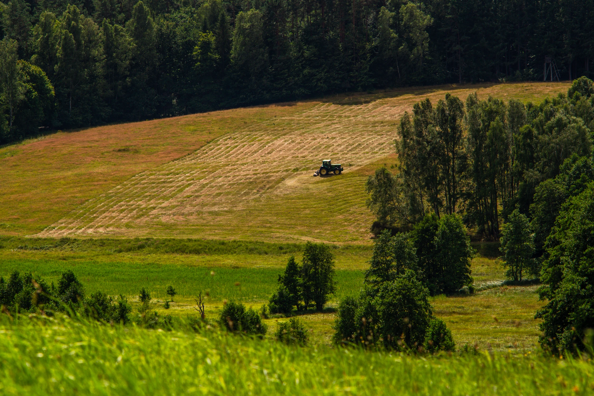 "Ciapek" przy pracy:)
