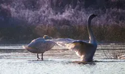 pobudka
