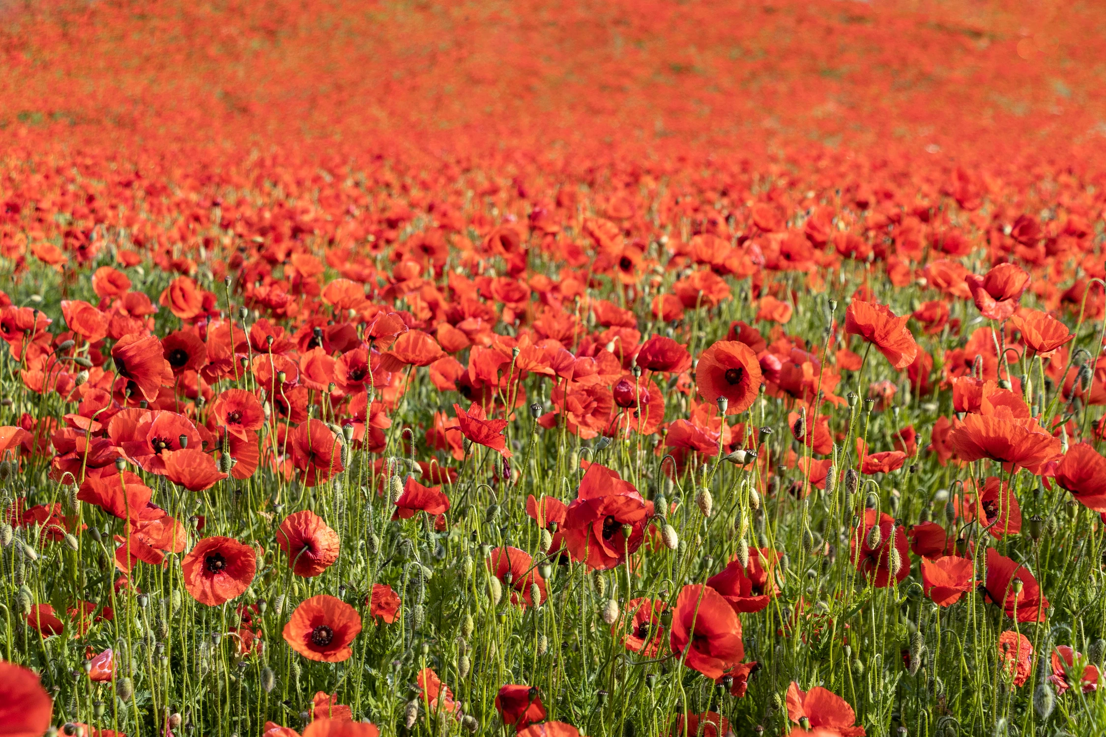 red