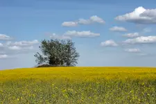 Rzepakowo
