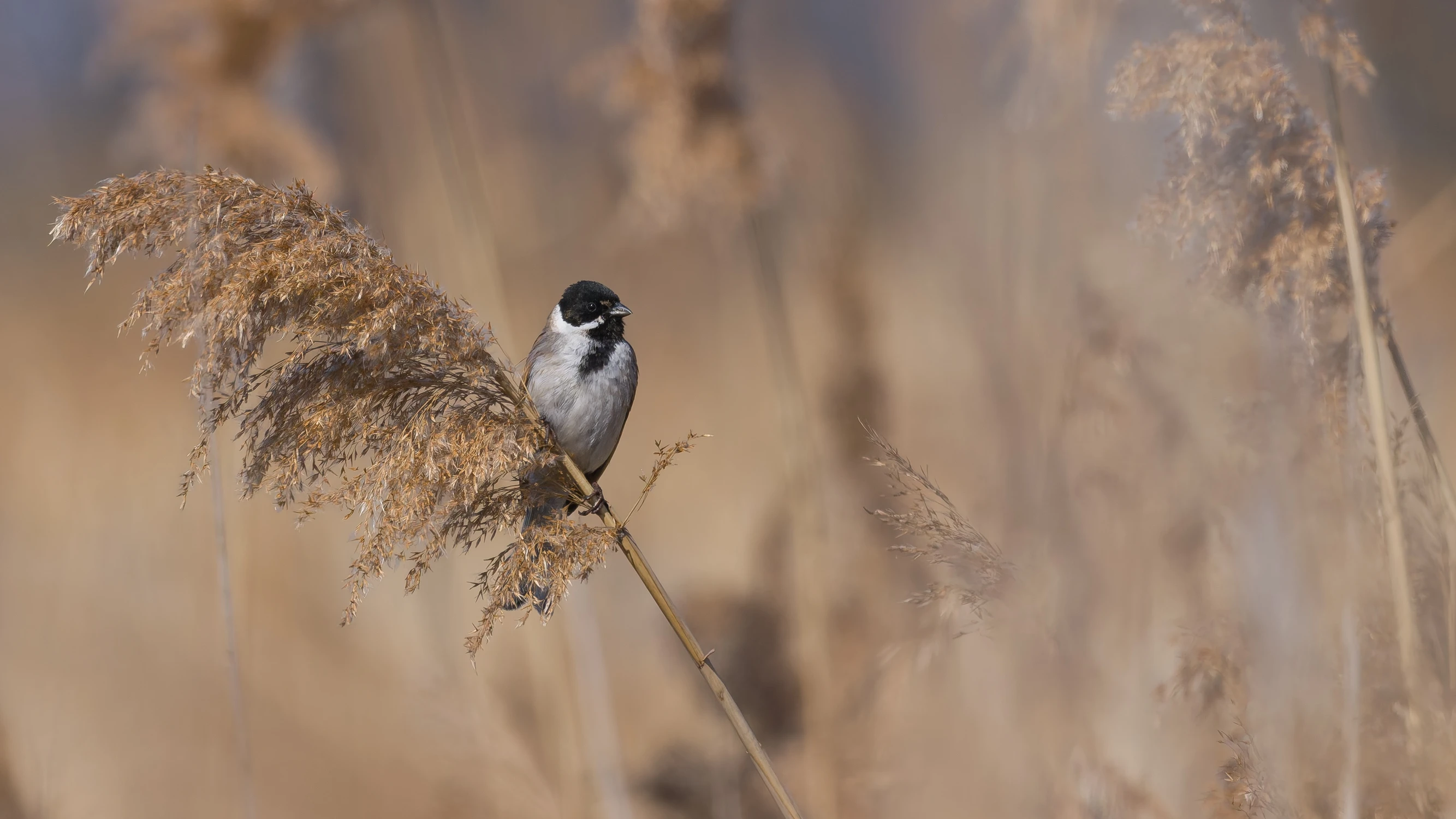 Schoeniclus schoeniclus  :)