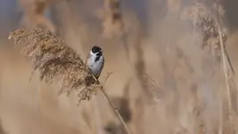 Schoeniclus schoeniclus  :)