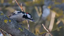 patrzył , patrzył ... :)