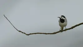 długość dźwięku samotności ...