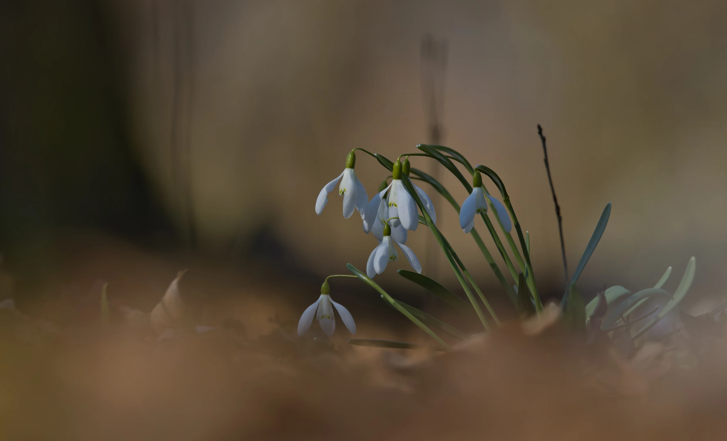 Śnieżyczka 🙂🌾