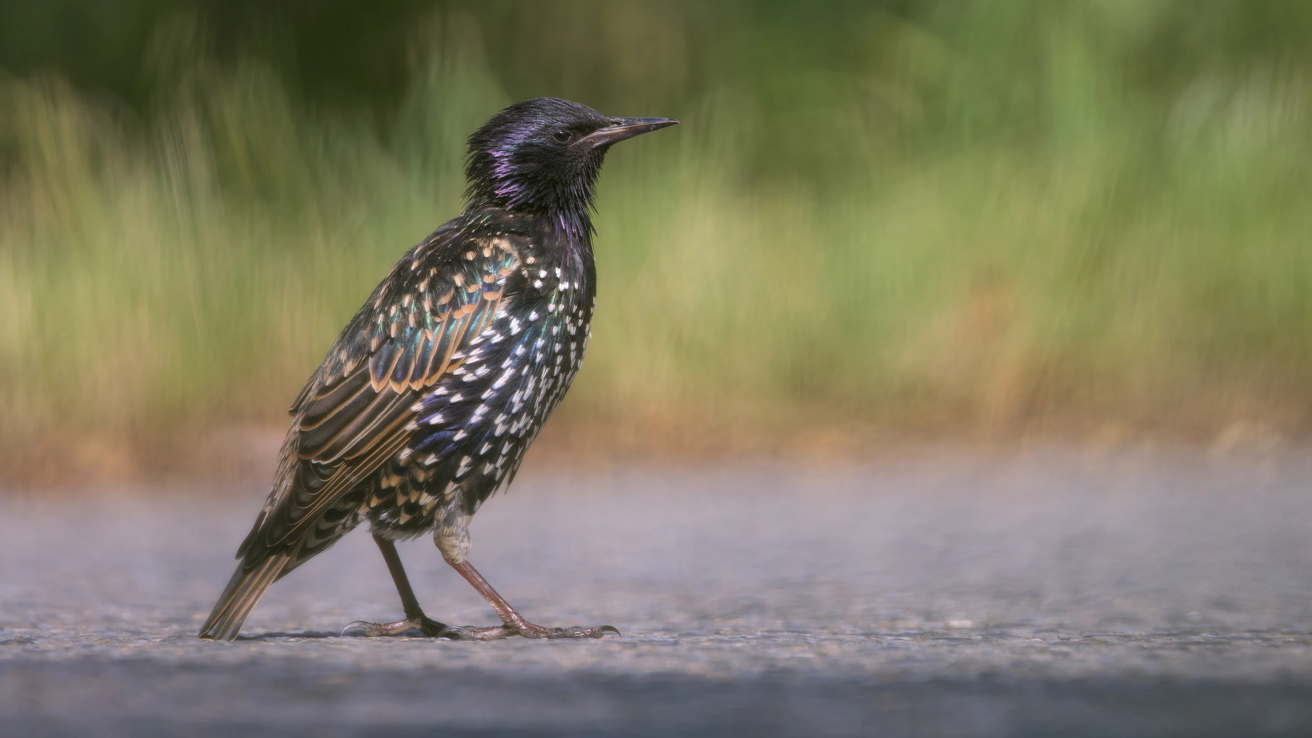 Szpak jaki jest ... każdy widzi :)
