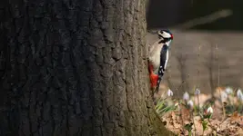duży ... dzięcioł duży :)