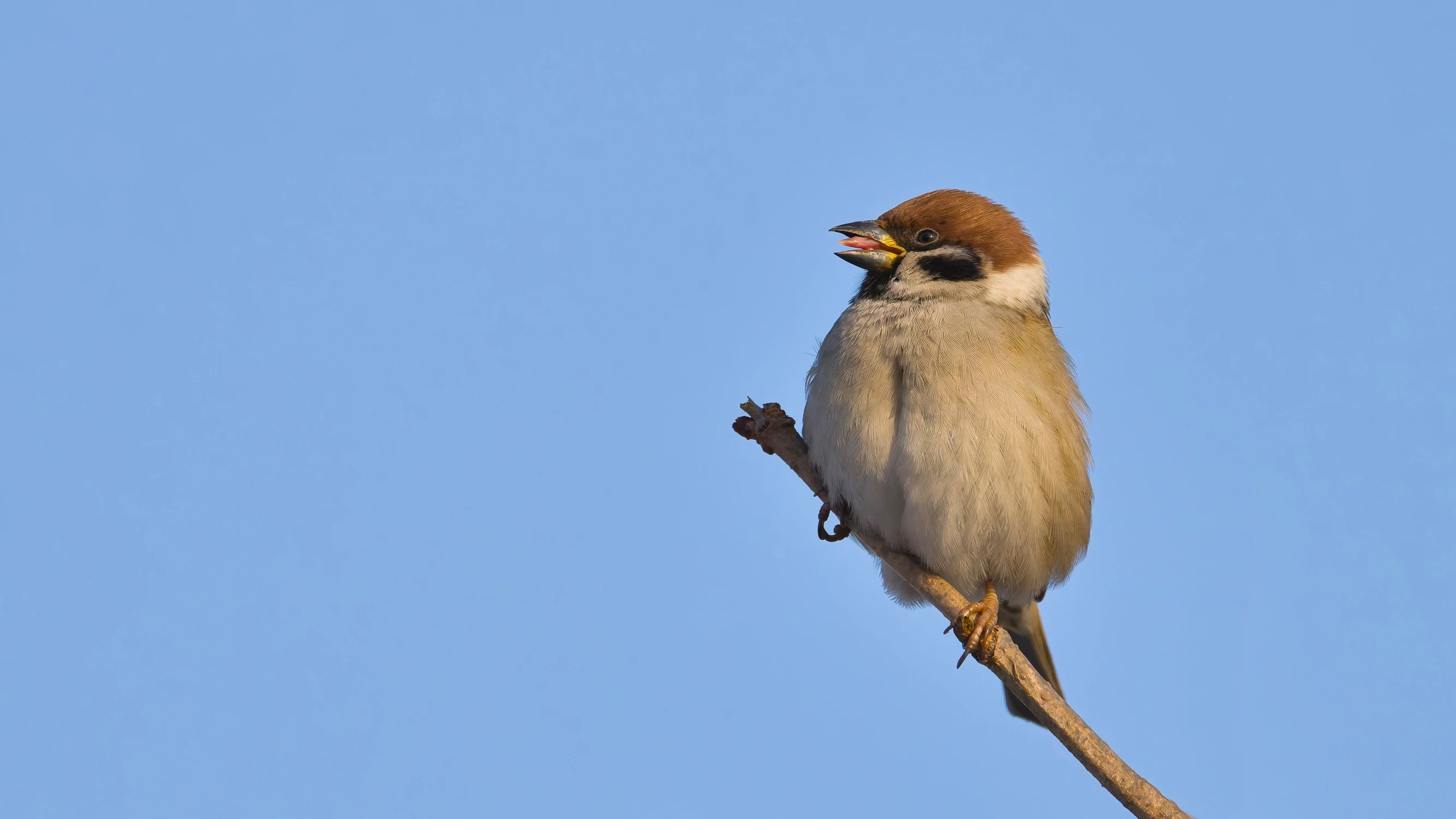 ... z języczkiem :))
