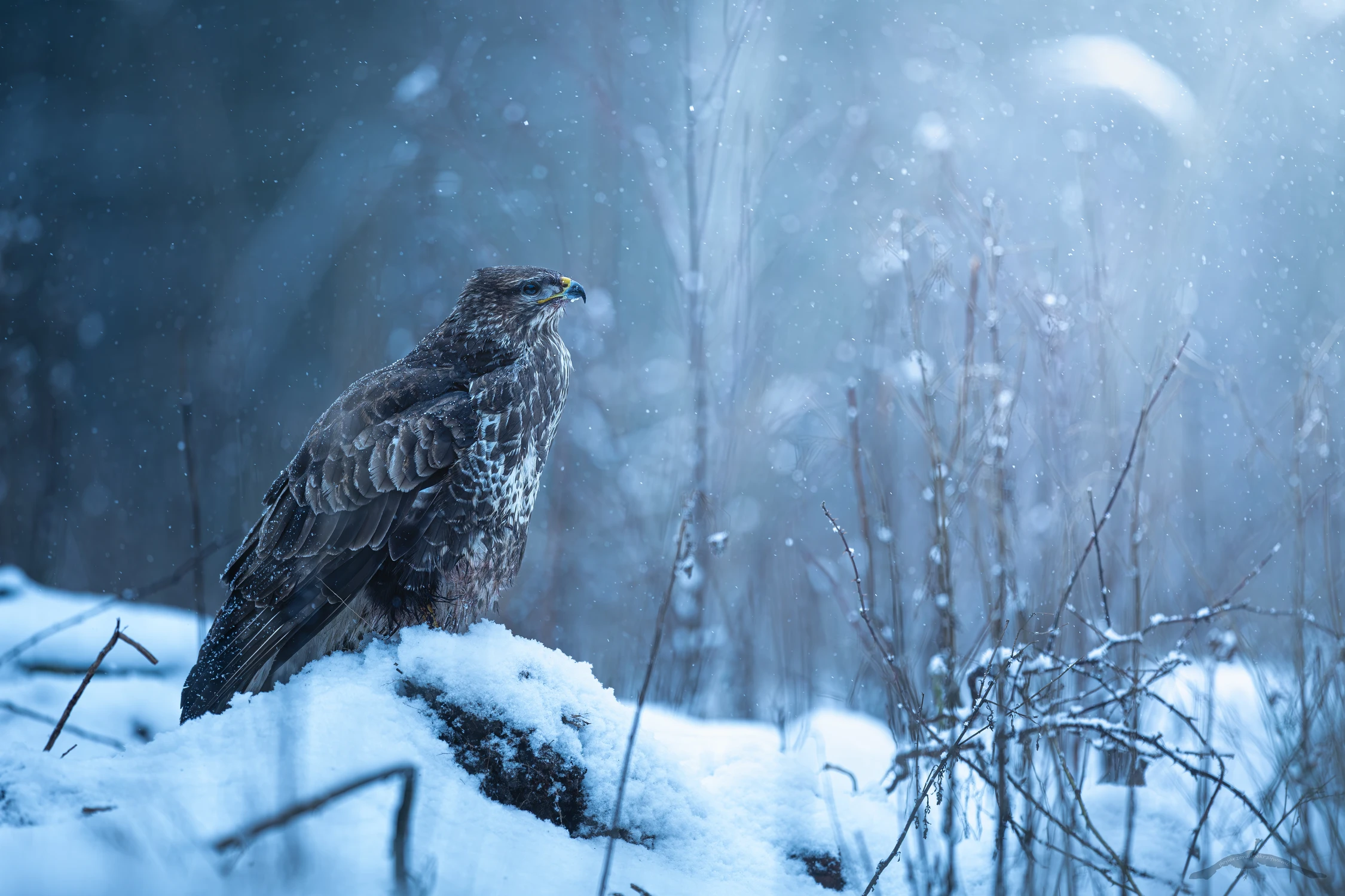 Zapatrzony w Nowy Rok