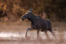 Proszę wyjść z wody:)