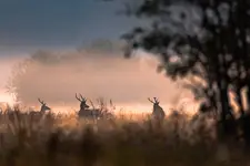 Magia poranka