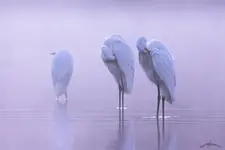 Higiena rzecz święta