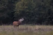 Rykowisko
