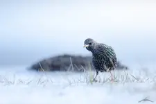 Czy Ty mnie podglądasz?;)