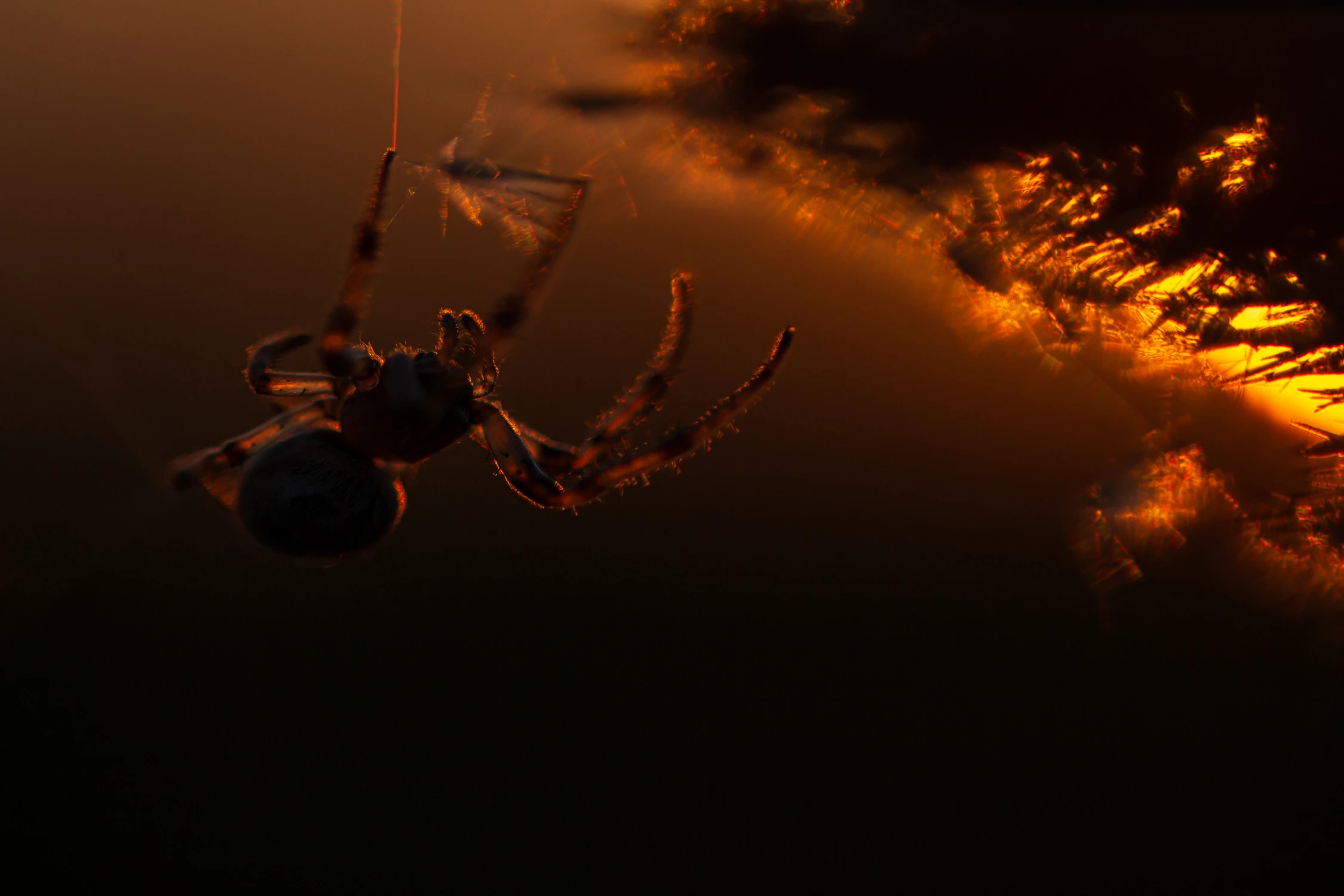 W ostatnich promieniach słońca