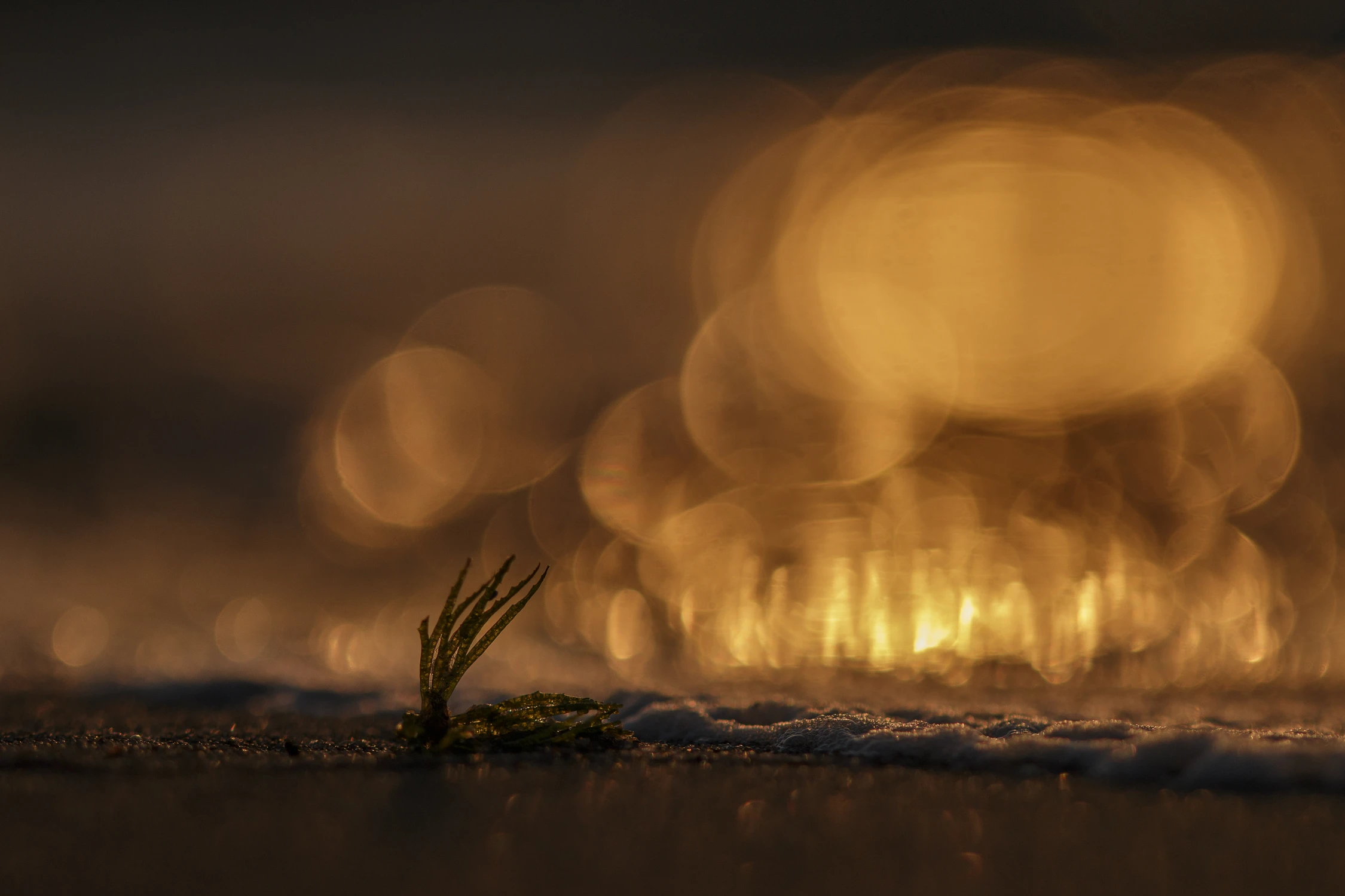 Czarodziej światła