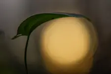 Ja cię słonko ochronię