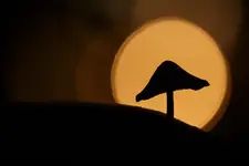 Tajemniczy gość w kapeluszu