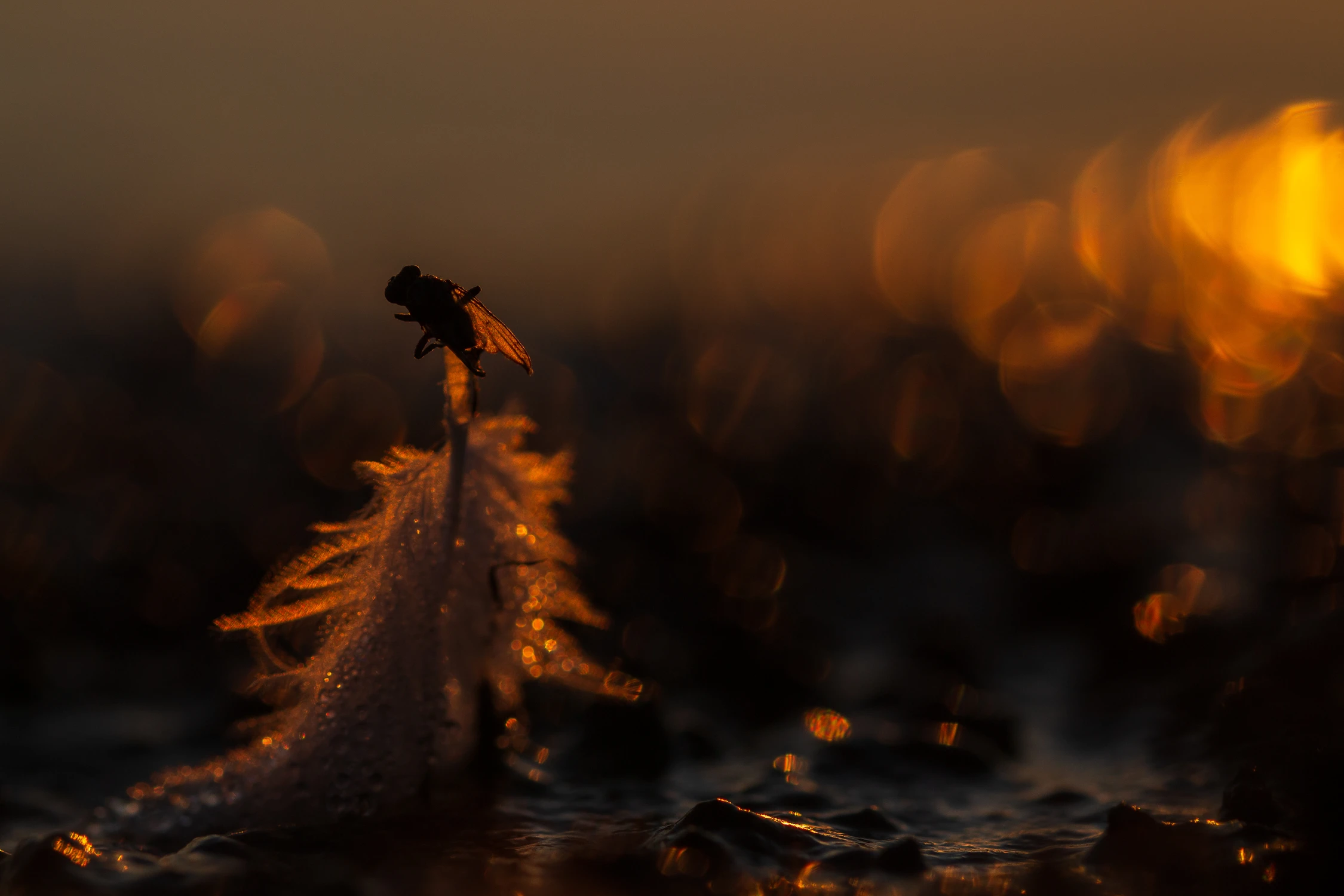 Śmierć na szczycie