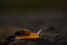Prześwietlenie