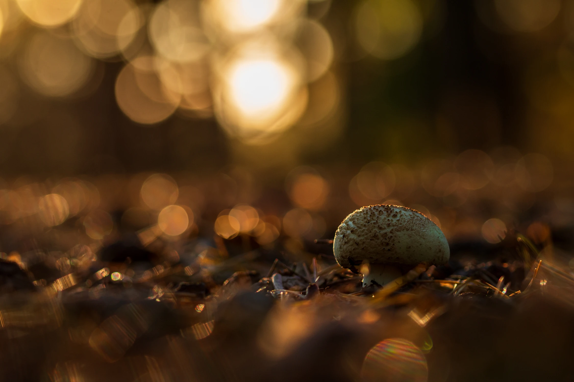 W ukryciu sosnowego lasu