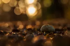 W ukryciu sosnowego lasu