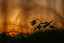 Z aureolą