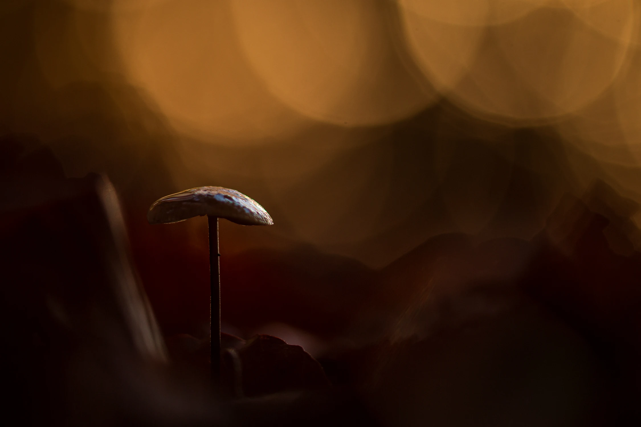 W zakamarkach lasu...