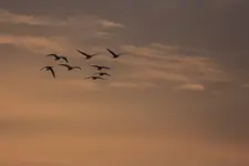 Powrót do domu