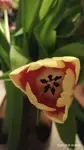Tulipan 
