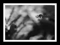 Znajdź mnie jeśli potrafisz 