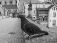 Gołębia miłość z przymrużeniem oka 