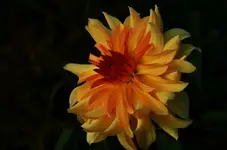 Dalia