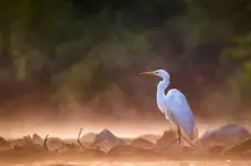 Czapla