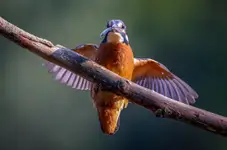 Zimorodek