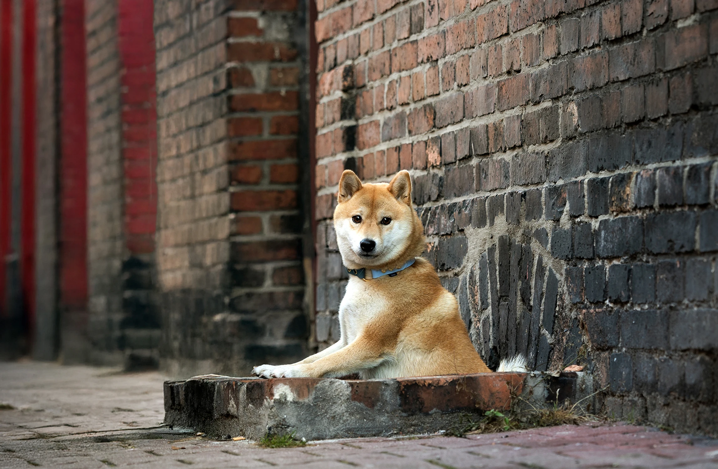 AYRA - shiba inu