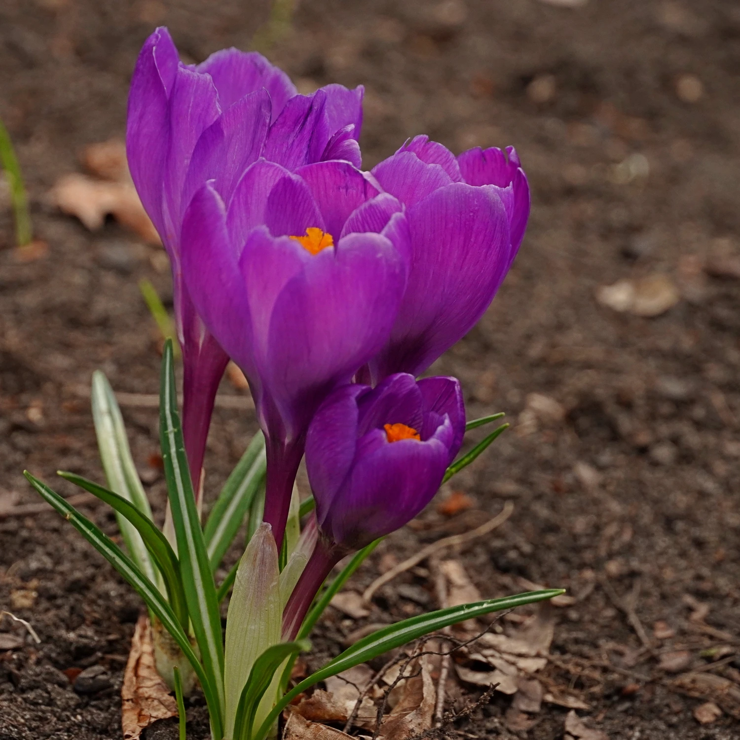 spotkałam wiosnę ;)