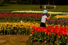 tulipanowy zawrót głowy ;)