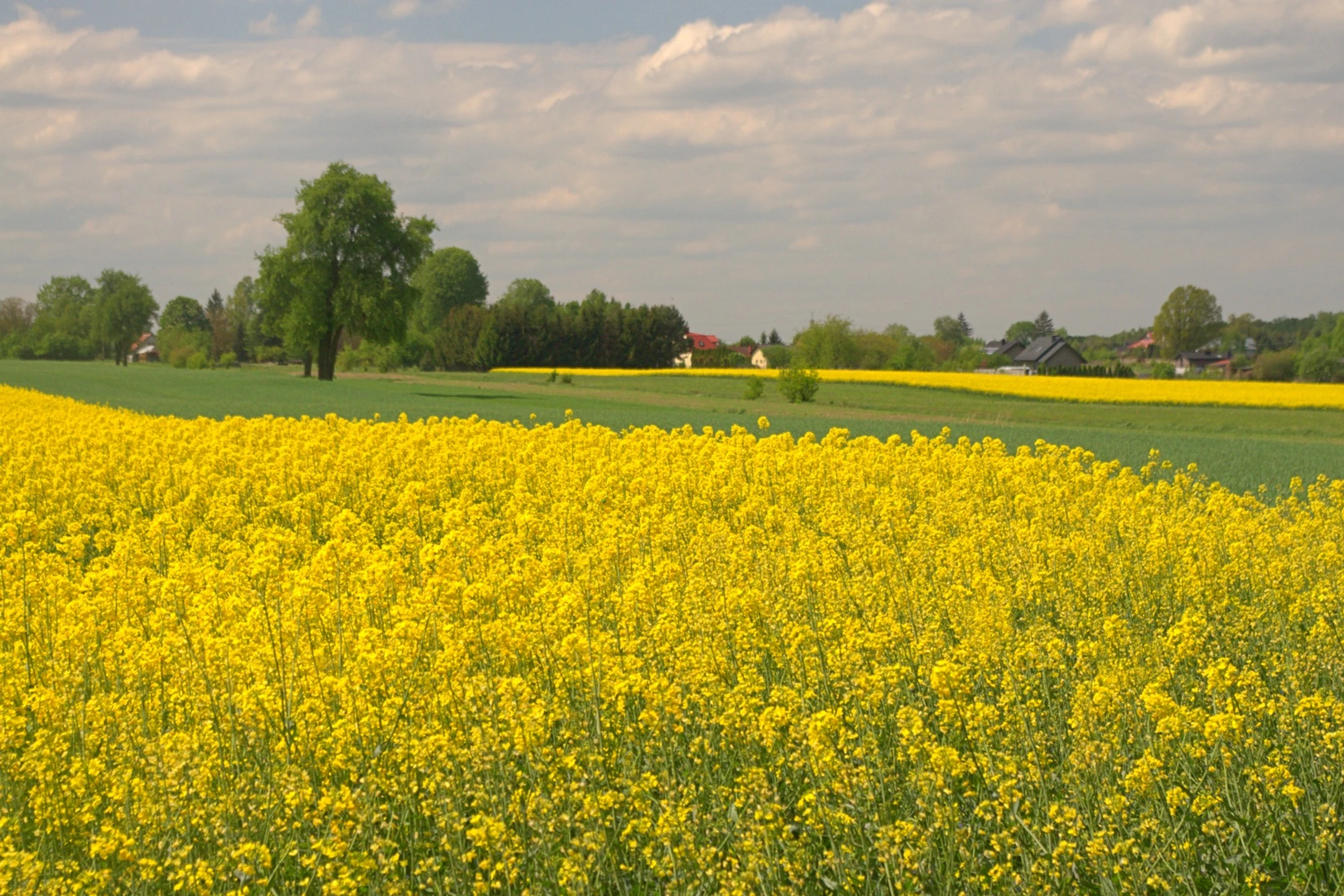 widok z rzepakiem 